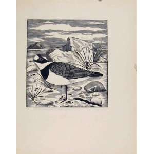  Ringed Plover Limited Printed Edition Artist Editorial 