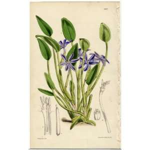  Antique 1875 Curtis Botanical Print   Heteranthera limosa 