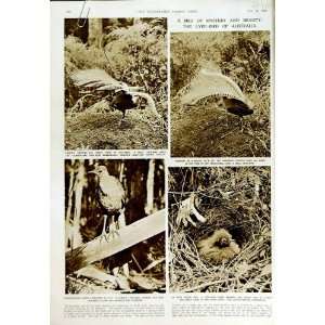  1950 LYRE BIRD AUSTRALIA NATURE TAIL FEATHERS SMITH