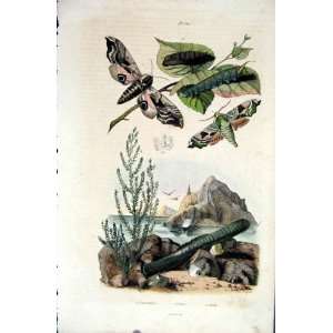    1839 H/C Natural History *660 Entomology & Sea Side