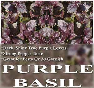 Basil seeds   PURPLE BASIL  TRUE PURPLE   SPICY PEPPER  