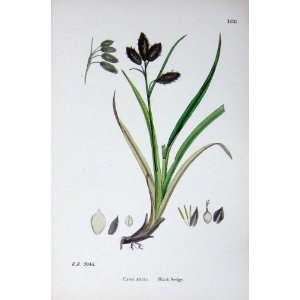 Botany Plants C1902 Black Sedge Carex Atrata Colour