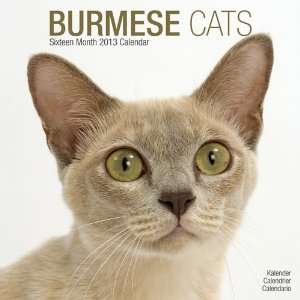  Burmese Cats 2013 Wall Calendar 12 X 12