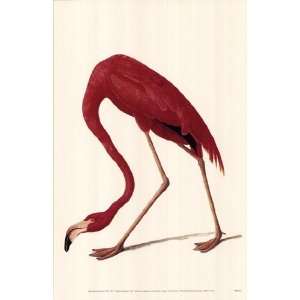  Greater Flamingo by John Woodhouse Audubon 11x17 Kitchen 