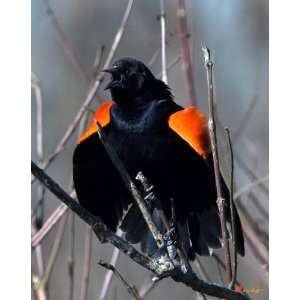 Red winged Blackbird  This Is MY Marsh 
