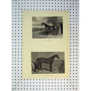   C1865 Horse Paddock Stable Antique Print Sport Farrier