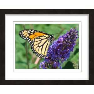  Monarch Butterfly on Violet Flower
