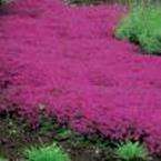    Coccineus Creeping Red Thyme Plant  