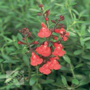 Salvia Greggii Lipstick SF0029 