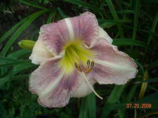 Daylily Seeds 12 FENCING MASTER X DESTINED TO SEE SEEDLING  