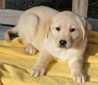 Labradorwelpen in Bayern   Kohlberg Oberpfalz  Hunde & Zubehör 