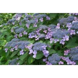 Tellerhortensie Bluebird   Hydrangea serrata Bluebird 30 40 cm 