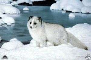 Charles Frace s/n print Alaskan Friend Arctic fox  