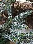 Abies koreana Silberlocke, silberne Koreatanne, Zwerg