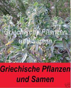 echter griechischer Salbei *** frische Samen  