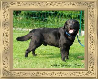 TOP   LABRADOR DECKRÜDEN AUS SPITZEN BLUTLINIEN** in 