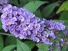 Buddleja Dwarf   Butterfly Bush. Purple Flowers. 1 litre pot 