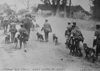 Description early 1900s photo German Red Cross Dogs going to front