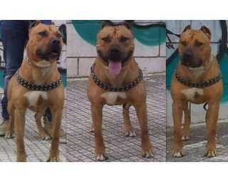 Pitbull terrier in standard  disponibile  a Racalmuto    Annunci