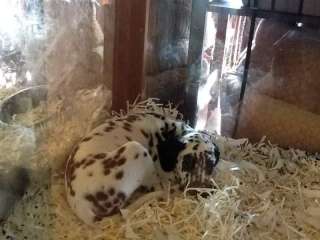 Cuccioli di Dalmata a Milano    Annunci