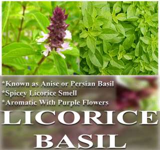 Basil seeds   AROMATIC LICORICE ANISE ~~ PERSIAN BASIL~  