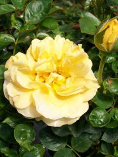   Gold 2 Gallon Rose Floribunda Plant Roses Hardy Zones 5 9 Now  