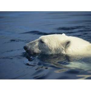  Polar Bear, Wager Bay, Northwest Territories, Canada 