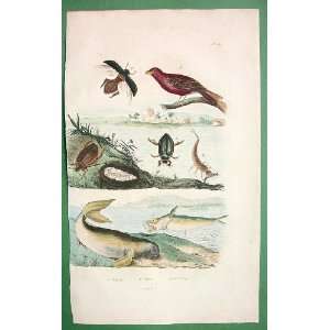 DUGONG Fish Grossbeak Bird & Diving Beetle   SUPERB Natural History H 