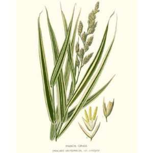  Botanical Grass Print Ribbon Grass   Phalaris arundinacea 
