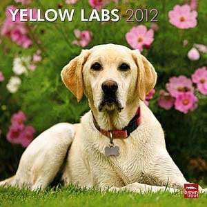  2012 Yellow Labrador Retrievers Calendar