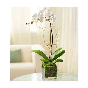 Plants   Plants by 1800Flowers   Elegant Orchid