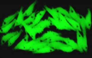 25 Trout Bass Crappie Glow in Dark Cream Shrimp Baits Lures NEW  