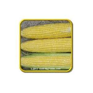  1/4 Lb   Honey Select   Bulk Yellow Hybrid Sweet Corn 