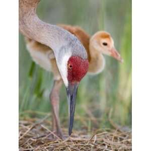  Close up of Sandhill Crane and Chick at Nest, Indian Lake 