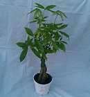 Money Tree, Pachira Plant in 4 inch pot 20 tall   5 Stem Braid