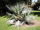 10 Sabal maritima MARITIME Palm Tree Live COLD HARDY items in Coconut 