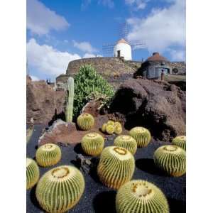  Cacti and Windmill at Jardin De Los Cactus, Lanzarote 