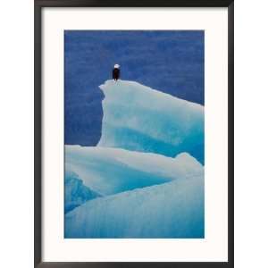 Bald Eagle on an Iceberg in Tracy Arm, Alaska, USA Art Styles Framed 