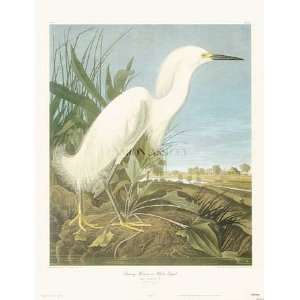  Snow Heron or White Egret by John James Audubon. Size 20 