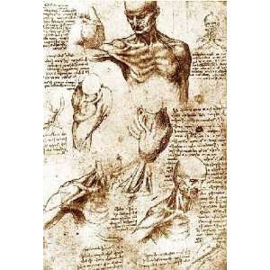  Drawing Anatomical Studies by Leonardo Da Vinci 15.13X22 