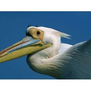 Eastern White Pelicans in Flight over Walvis Bay / Baii 