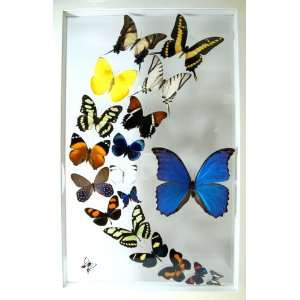  18 Real Framed Butterflies with Blue Morpho Mounted in 