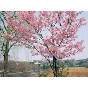Spring Blossom and Lake at Ueno Koen Park, Ueno, Tokyo, Japan Premium 