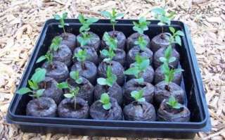 Gala Apple tree seeds can start germinating in any seasons, indoor or 
