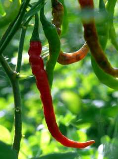 Pusa Jwala Finger Hot Indian Pepper 25 Seeds   Very Hot  