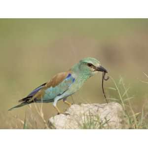 European Roller with a Worm, Serengeti National Park, Tanzania, East 