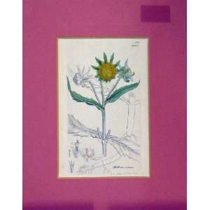   1811 Hand Coloured Bidens Cernua Flower Plant Nature