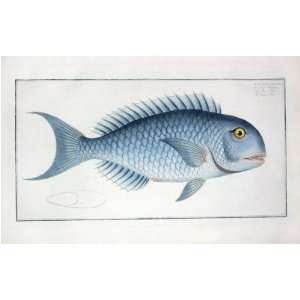 Marcus E Bloch Fish Print   The Blue Fish Fine Art Reproduction Print 