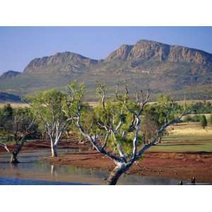 Gum Trees in a Billabong at the South West Escarpment of Wilpena Pound 