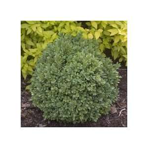 Blauer Heinz Boxwood   Buxus   Dense Hedge or Bonsai